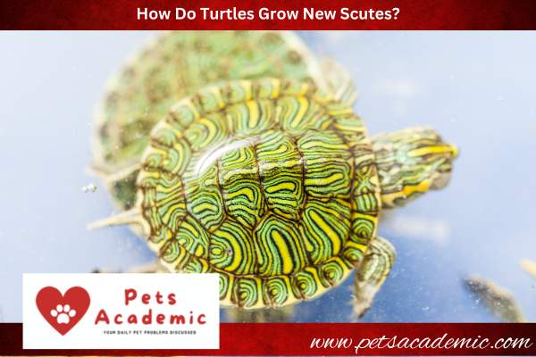 How Do Turtles Grow New Scutes?