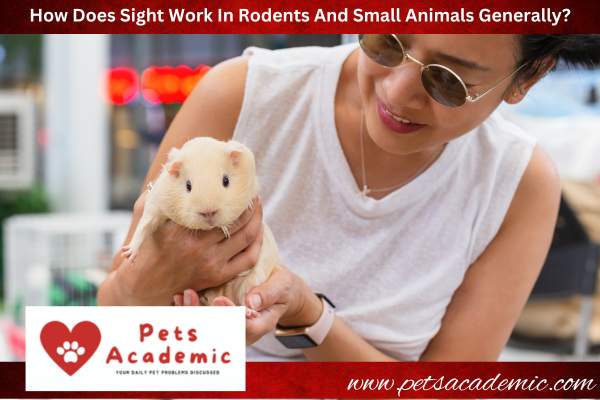How Does Sight Work In Rodents And Small Animals Generally?