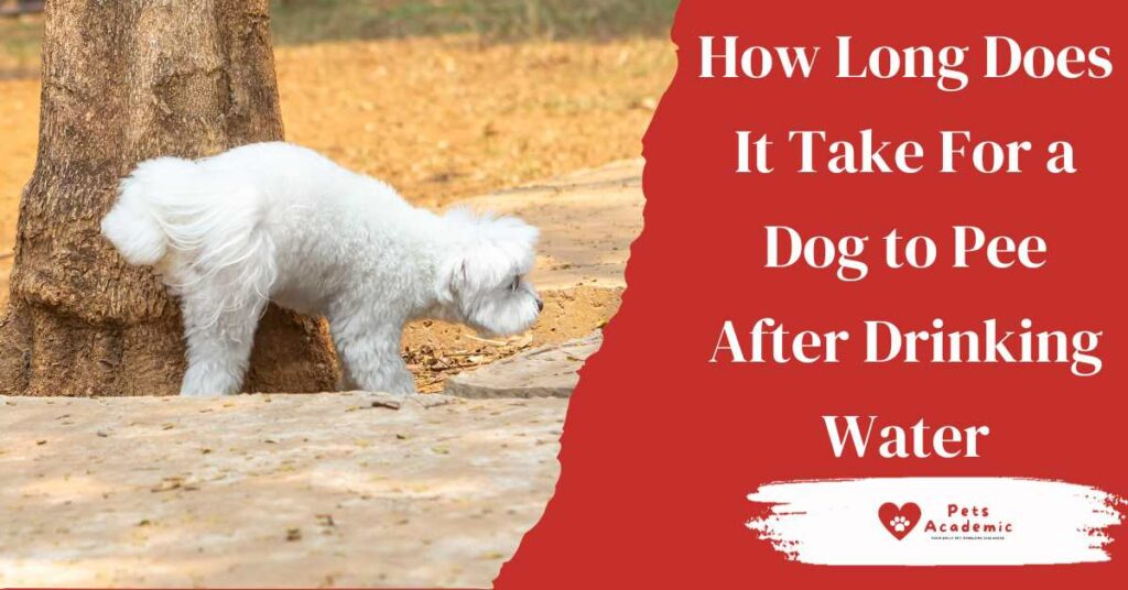 How Long Does It Take For a Dog to Pee After Drinking Water