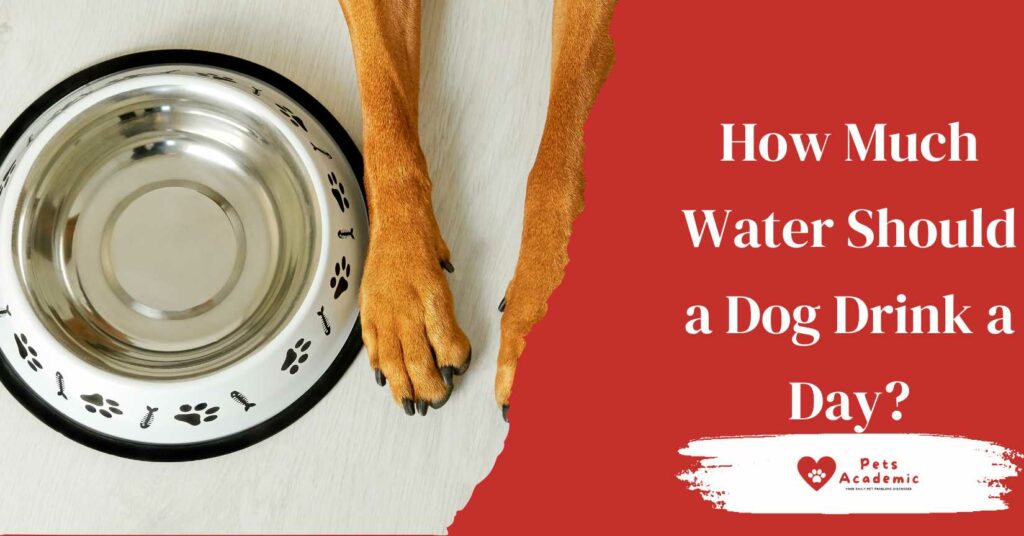 How Much Water Should a Dog Drink a Day