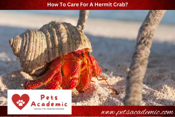 How To Care For A Hermit Crab?
