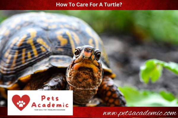How To Care For A Turtle?