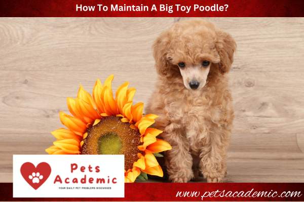 How To Maintain A Big Toy Poodle?