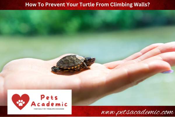How To Prevent Your Turtle From Climbing Walls?