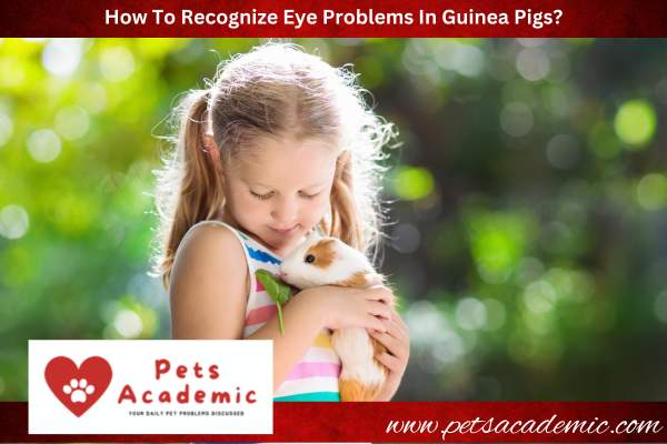 How To Recognize Eye Problems In Guinea Pigs?