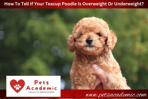 How To Tell If Your Teacup Poodle Is Overweight Or Underweight?