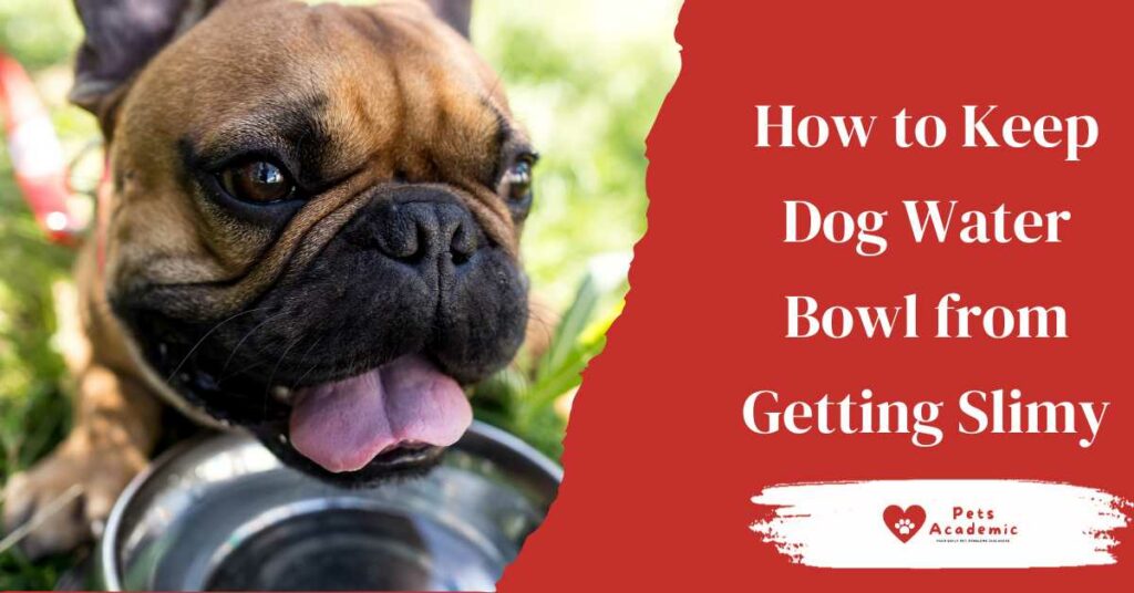 How to Keep Dog Water Bowl from Getting Slimy
