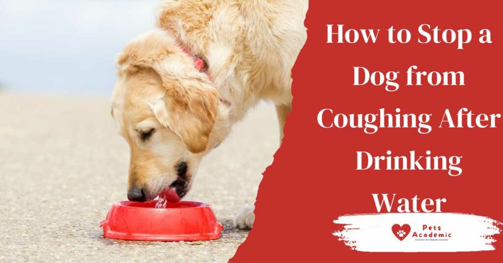 How to Stop a Dog from Coughing After Drinking Water