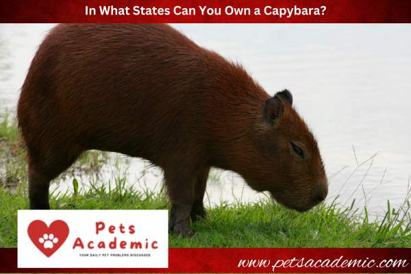 In What States Can You Own a Capybara?