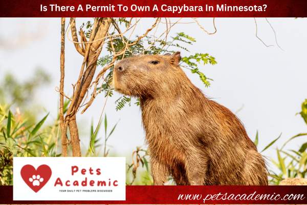 Is There A Permit To Own A Capybara In Minnesota?