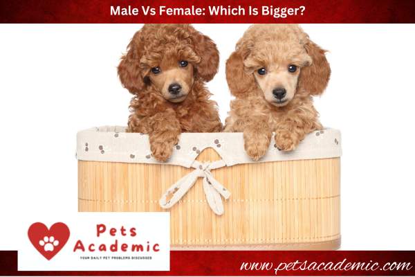 Male Vs Female: Which Is Bigger?
