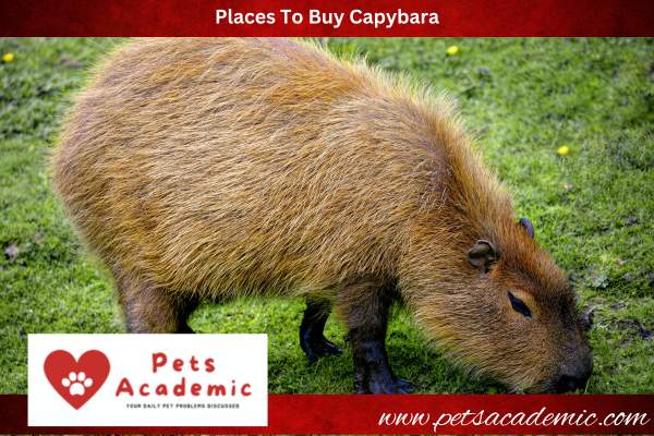 Places To Buy Capybara