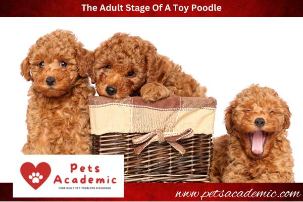 The Adult Stage Of A Toy Poodle