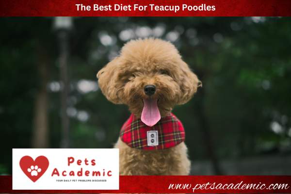 The Best Diet For Teacup Poodles