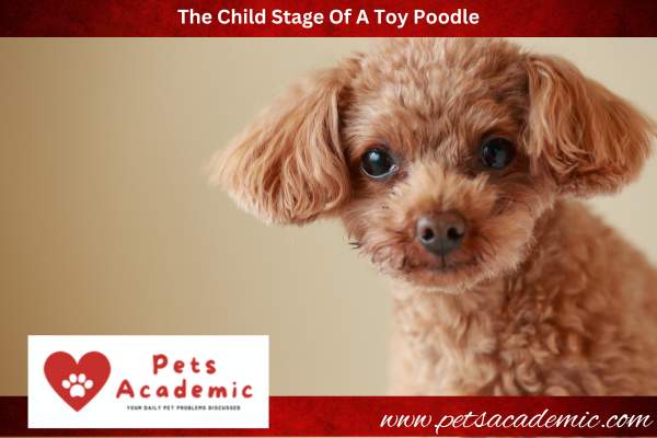 The Child Stage Of A Toy Poodle