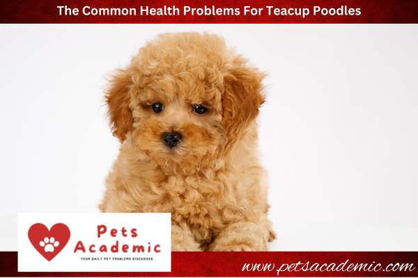 The Common Health Problems For Teacup Poodles