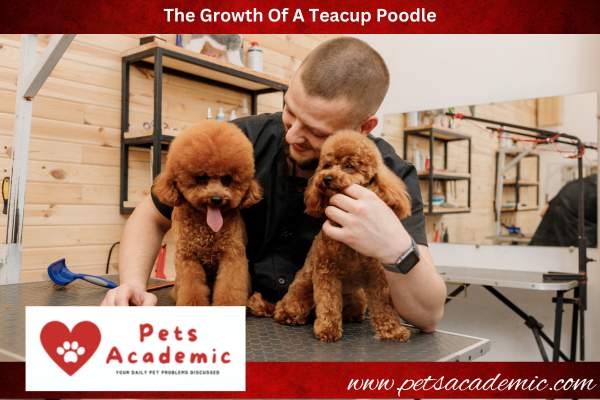 The Growth Of A Teacup Poodle