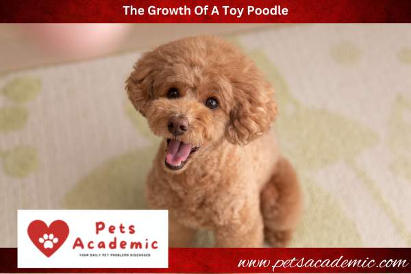 The Growth Of A Toy Poodle