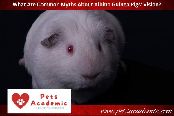 What Are Common Myths About Albino Guinea Pigs' Vision?