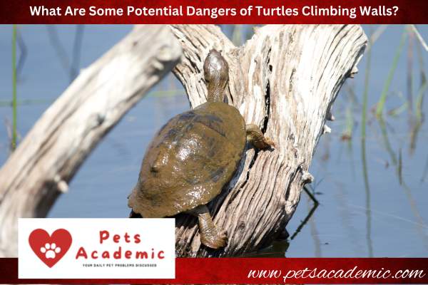 What Are Some Potential Dangers of Turtles Climbing Walls?