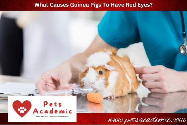 What Causes Guinea Pigs To Have Red Eyes?