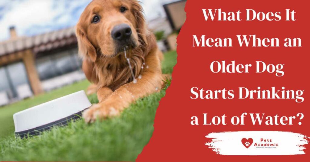 What Does It Mean When an Older Dog Starts Drinking a Lot of Water