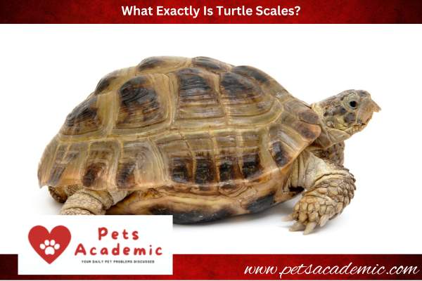 What Exactly Is Turtle Scales?