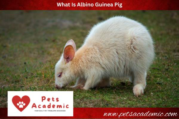 What Is Albino Guinea Pig