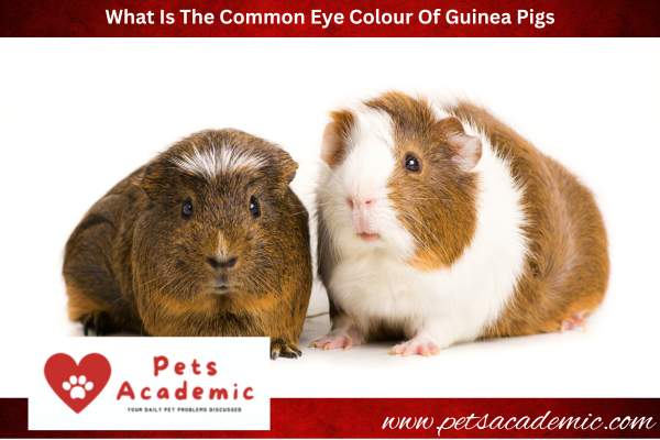 What Is The Common Eye Colour Of Guinea Pigs