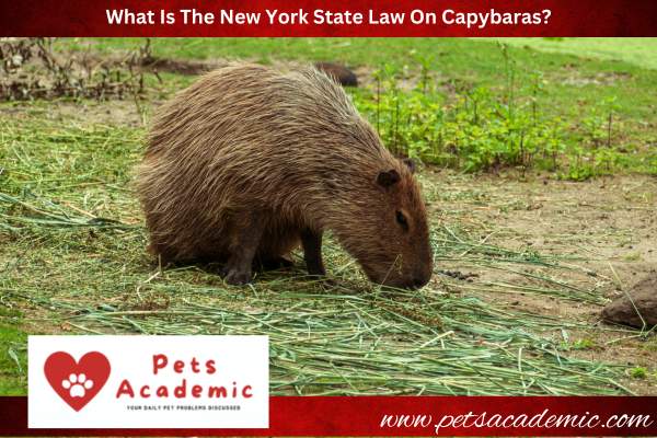 What Is The New York State Law On Capybaras?