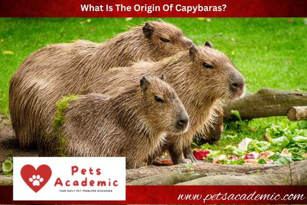 What Is The Origin Of Capybaras?