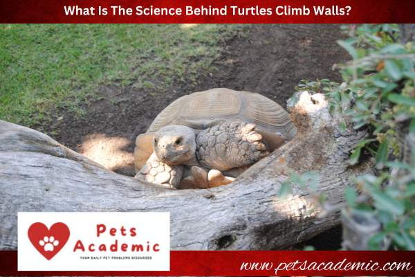 What Is The Science Behind Turtles Climb Walls?