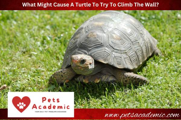 What Might Cause A Turtle To Try To Climb The Wall?