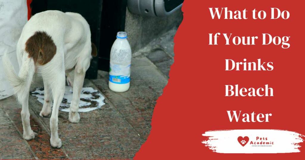 What to Do If Your Dog Drinks Bleach Water