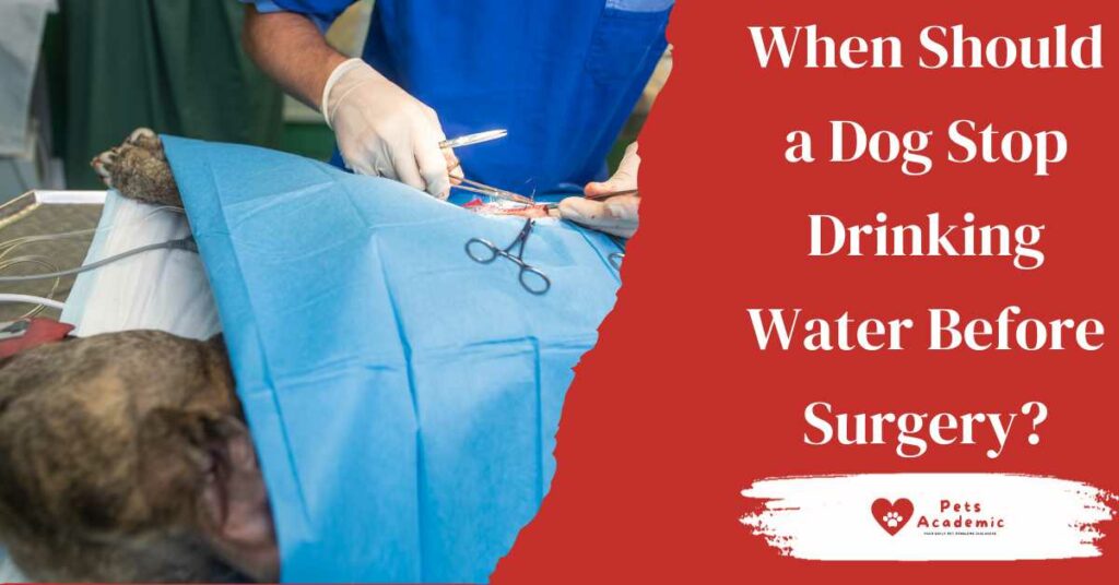 When Should a Dog Stop Drinking Water Before Surgery?