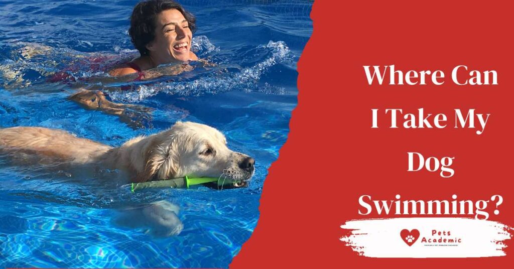 Where Can I Take My Dog Swimming?