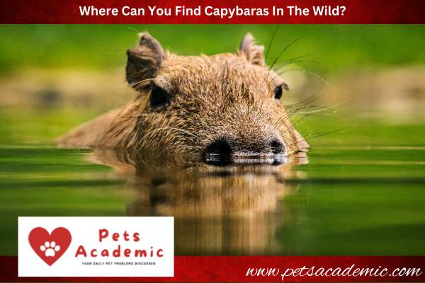 Where Can You Find Capybaras In The Wild?