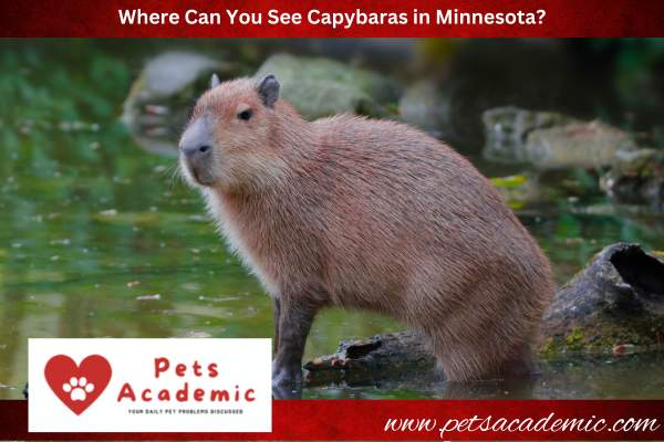 Where Can You See Capybaras in Minnesota?