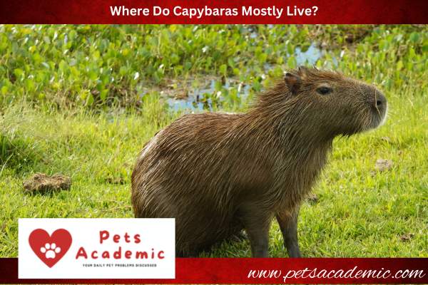 Where Do Capybaras Mostly Live?
