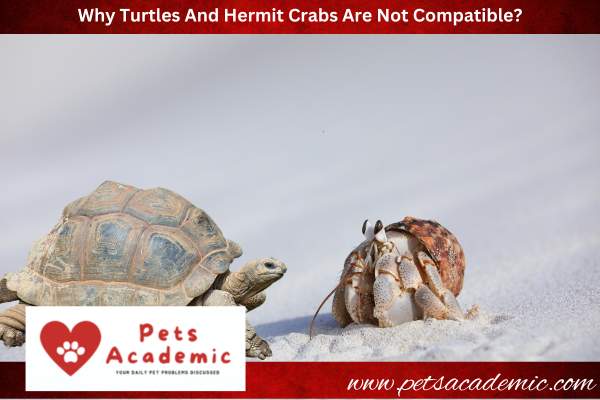 Why Turtles And Hermit Crabs Are Not Compatible?