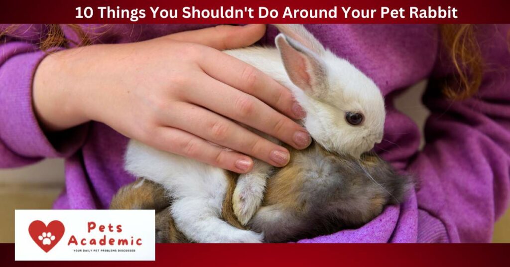 10 Things You Shouldn't Do Around Your Pet Rabbit