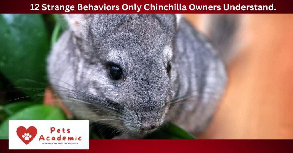 12 Strange Behaviors Only Chinchilla Owners Understand.