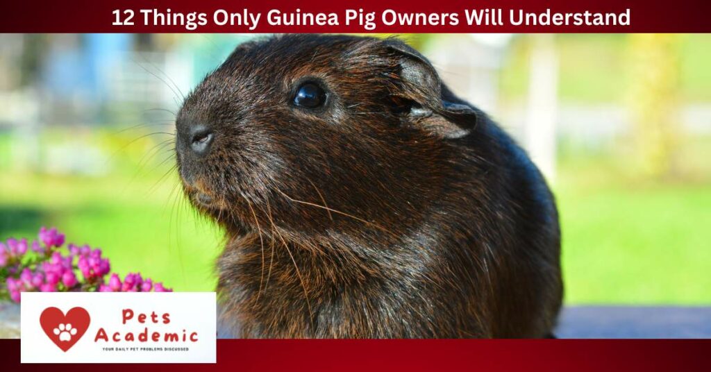 12 Things Only Guinea Pig Owners Will Understand