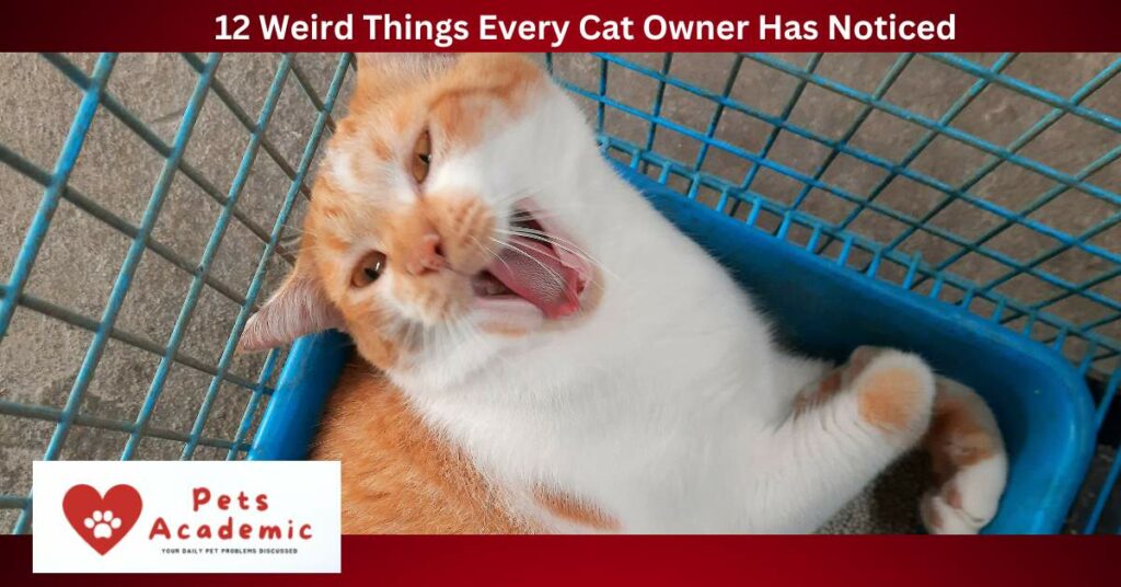 12 Weird Things Every Cat Owner Has Noticed
