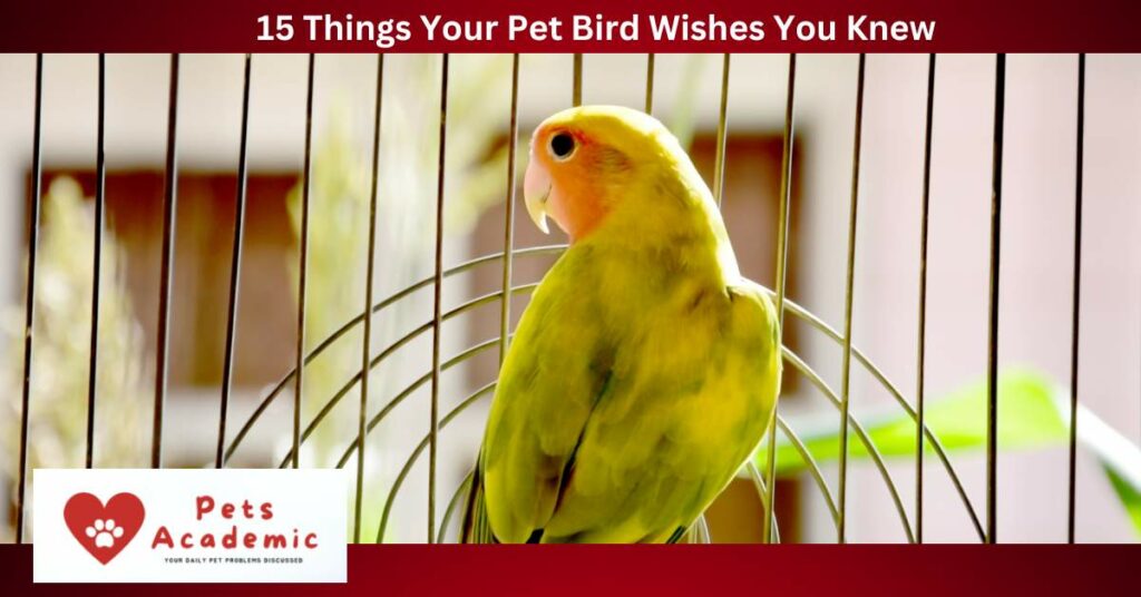 15 Things Your Pet Bird Wishes You Knew