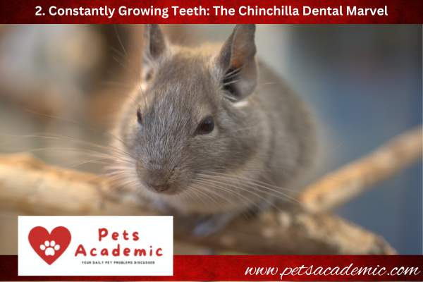 2. Constantly Growing Teeth: The Chinchilla Dental Marvel
