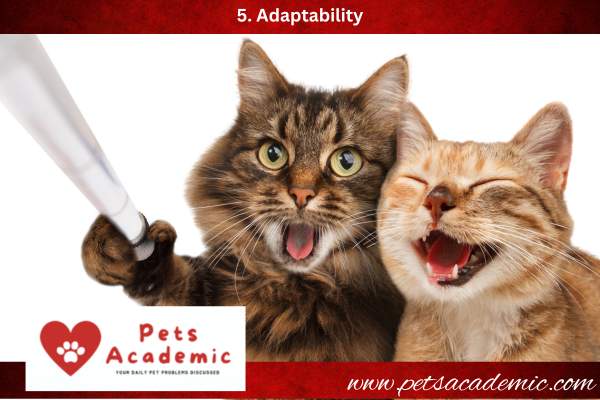 5. Adaptability