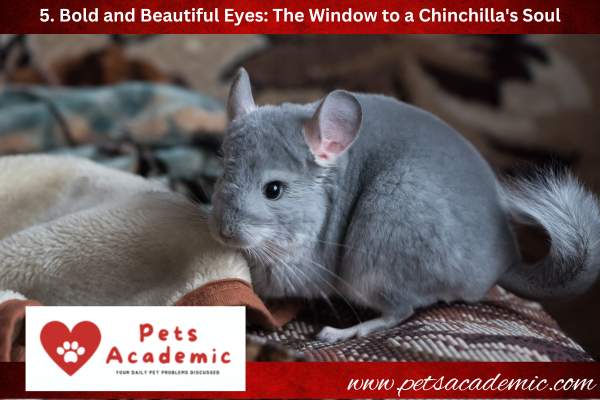5. Bold and Beautiful Eyes: The Window to a Chinchilla's Soul