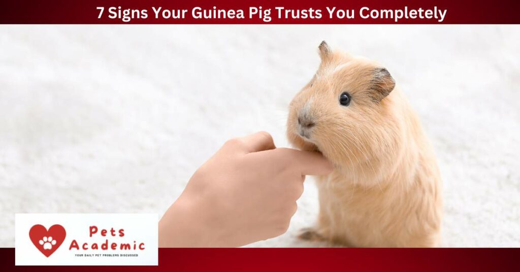 7 Signs Your Guinea Pig Trusts You Completely