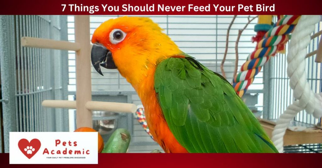 7 Things You Should Never Feed Your Pet Bird